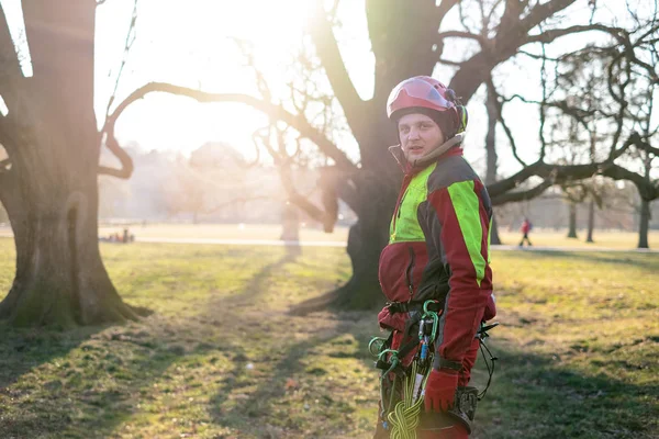 Baumpfleger Stehen Vor Zwei Großen Bäumen Der Arbeiter Mit Helm — Stockfoto
