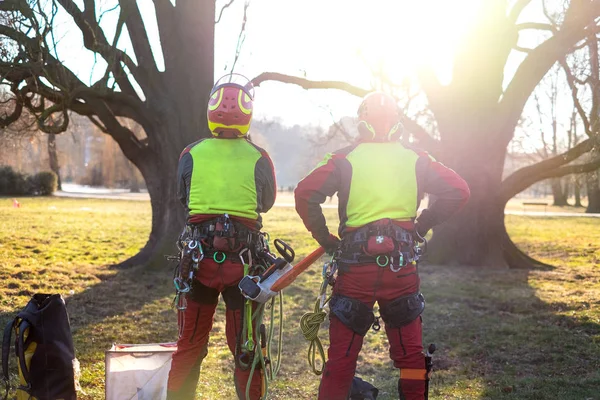 Zwei Baumpfleger Stehen Zwei Großen Bäumen Der Arbeiter Mit Helm — Stockfoto