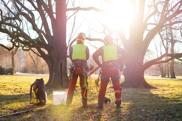 Due Uomini Arboristi Piedi Contro Due Grandi Alberi Operaio Con — Foto Stock