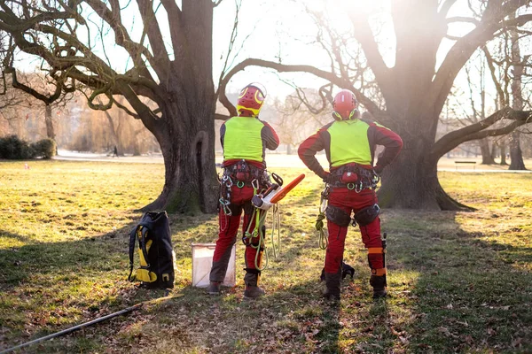 Zwei Baumpfleger Stehen Zwei Großen Bäumen Der Arbeiter Mit Helm — Stockfoto