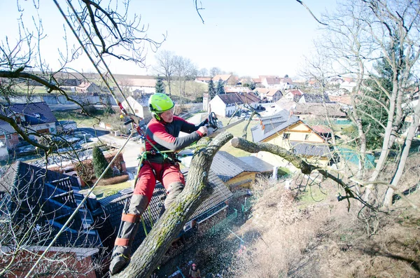 Arborista Cortando Ramas Con Motosierra Tirando Suelo Trabajador Con Casco Fotos De Stock Sin Royalties Gratis