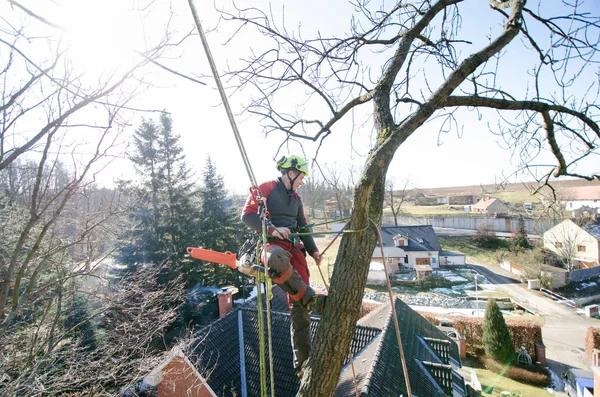 Arborista Cortando Ramas Con Motosierra Tirando Suelo Trabajador Con Casco Fotos De Stock Sin Royalties Gratis