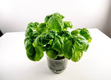 Yaprakların üzerine su damlatılmış fesleğen bitkisinin ayrıntıları. Taze, organik bitkiler. Yemek malzemesi. Ocimum bazilika