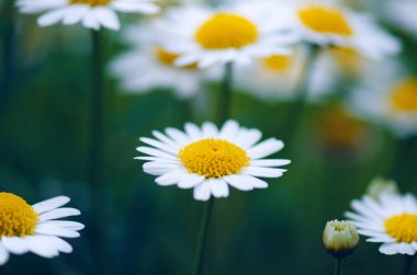 Yeşil bulanık arkaplanda Daisy çiçekleri. Koyu tonlar. Çayır çiçekleri. Yaz zamanı. Yaz ve bahar çiçekleri.