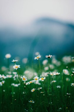 Yeşil bulanık arkaplanda Daisy çiçekleri. Koyu tonlar. Çayır çiçekleri. Yaz zamanı. Yaz ve bahar çiçekleri.