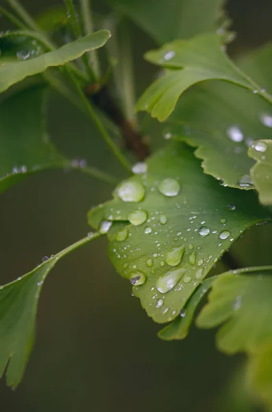 Ginkgo Biloba Tree Leaves Drop Water Detail Green Leaves Drops — ストック写真