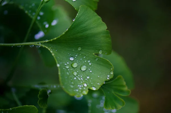 Drzewo Ginkgo Biloba Wychodzi Kroplą Wody Szczegóły Zielonych Liści Kroplami — Zdjęcie stockowe
