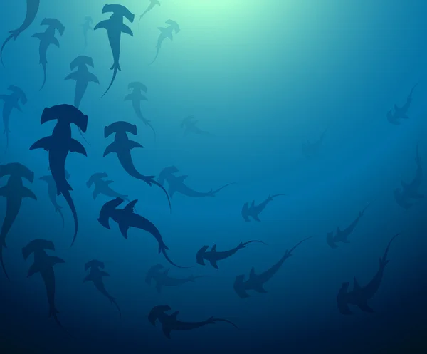 Молотоголовая акула — стоковый вектор