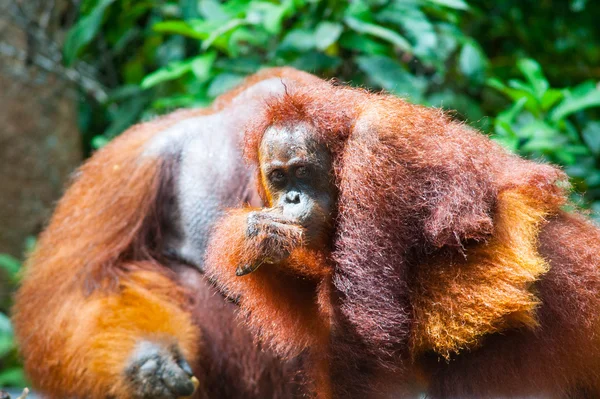 Orangutan kalimantan tanjung uvedení národní park Indonésie — Stock fotografie