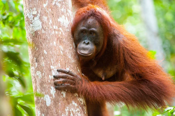 Orang utan kalimantan tanjung puting parc national indonesia — Photo