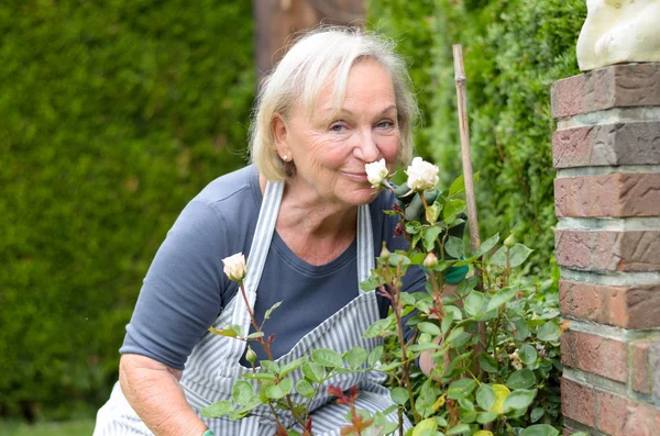 Middle Aged Woman Kissing Rose Plant at the Garden — Stock Photo, Image