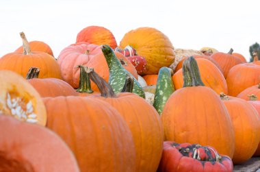 Bir çiftçi pazarda çeşitli kabaklar