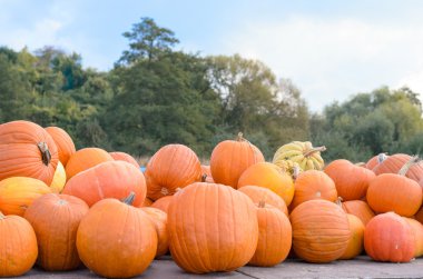 Bir çiftçi pazarda çeşitli kabaklar