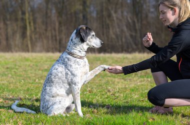 Pençe sunmak için genç kadın köpeğini öğretim