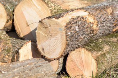 Yeni kesilen ağaç gövdeleri ile açık alan