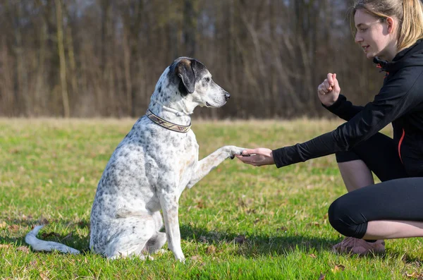 Young woman teaching her dog to present its paw — Stock Photo, Image