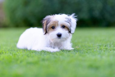 Çok güzel havanese Malta puppy arka bahçesinde portre