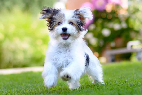 Bonito, filhote de cachorro feliz correndo na grama verde verão — Fotografia de Stock