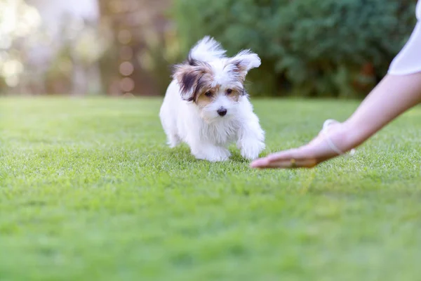 Treinamento cão quintal com filhote de cachorro bonito e proprietário — Fotografia de Stock