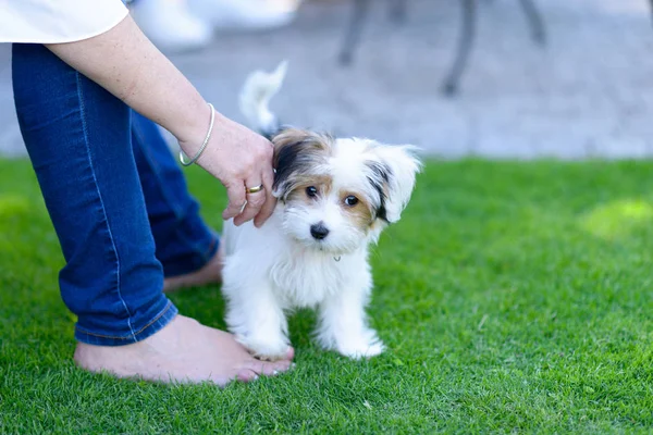 Pequeno cachorrinho bonito na grama do quintal com proprietário — Fotografia de Stock