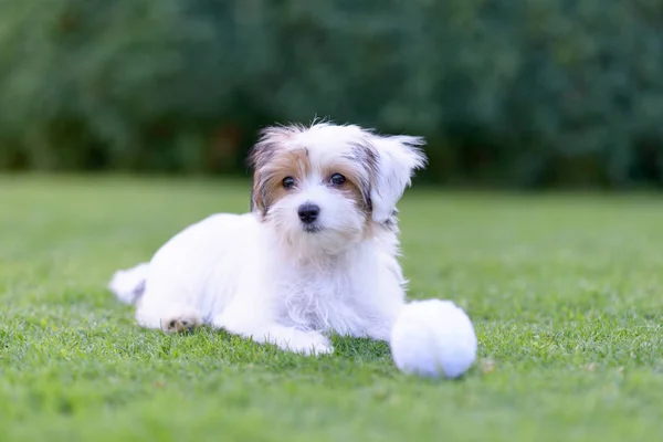 Cãozinho bonito com bola descansando na grama verde do verão — Fotografia de Stock