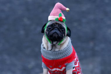 Sevimli köpek kameraya bakarken Santa şapka