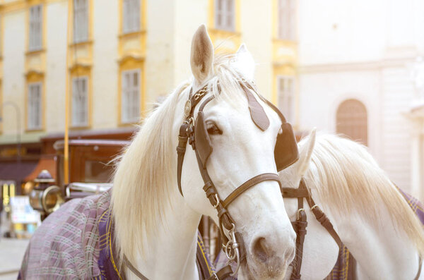 Close up view of horses pulling carriage in street
