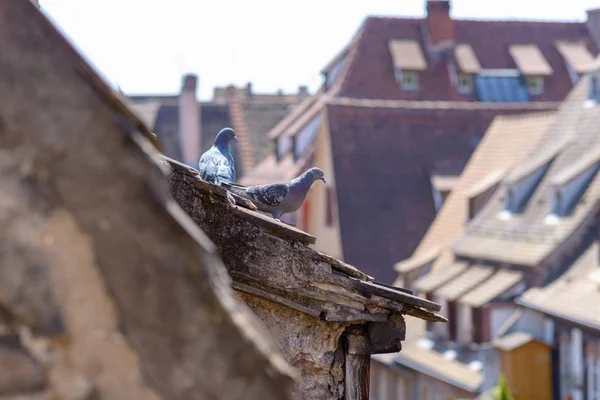 Due piccioni appollaiati sul tetto di una casa a schiera — Foto Stock