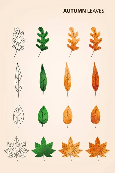 가 나뭇잎 벡터 세트 — 스톡 사진