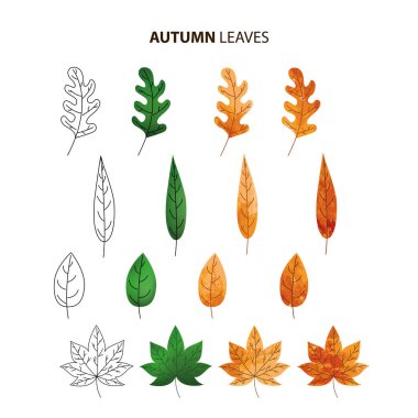 Sonbahar yaprakları belirlendi