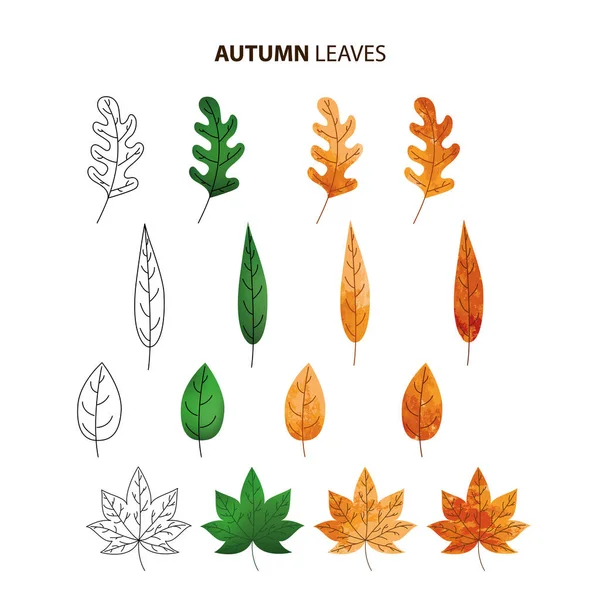 Sonbahar yaprakları belirlendi