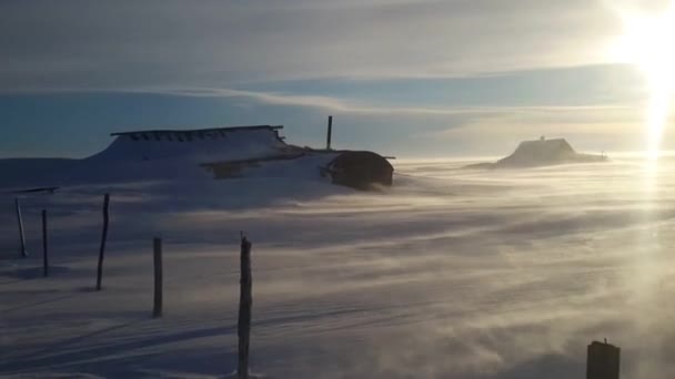 Ventisca en la tundra de invierno — Vídeos de Stock