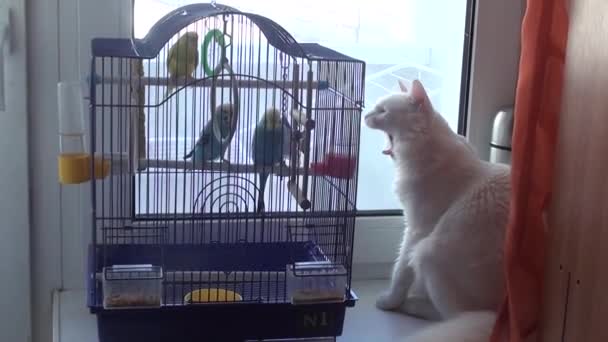 White cat yawns near parrots — Stock Video