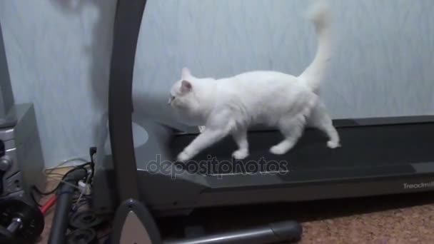 Gato blanco corre en caminadora — Vídeos de Stock