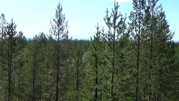 Jehličnatého lesa na obzoru — Stock video