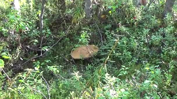 Mushrooms orange cap boletus on the moss — Stock Video