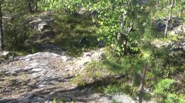 Yosun büyüyen mantar