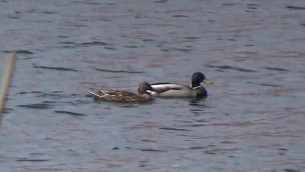 鸭和德雷克在水面上 — 图库视频影像