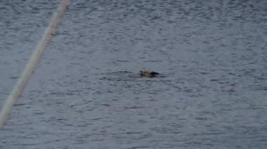 ördek dalış su içine