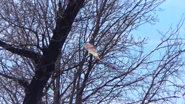 Kite flying on the background of trees — Stock Video