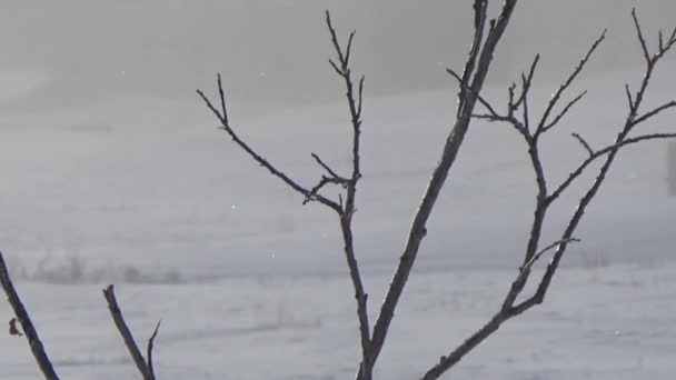 Arbre sur un fond de maisons détruites 