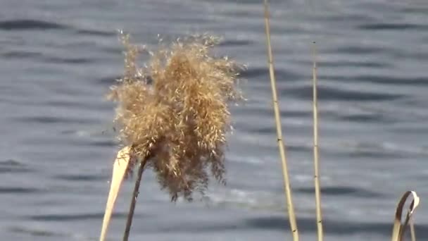 Die Segge über dem Wasser — Stockvideo