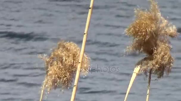 Halvgräs som vajar i vinden — Stockvideo