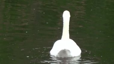 Swan River su yüzen