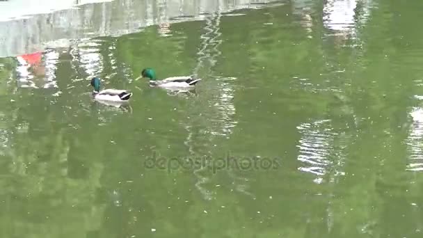 Zwei Enten auf einem Teich — Stockvideo