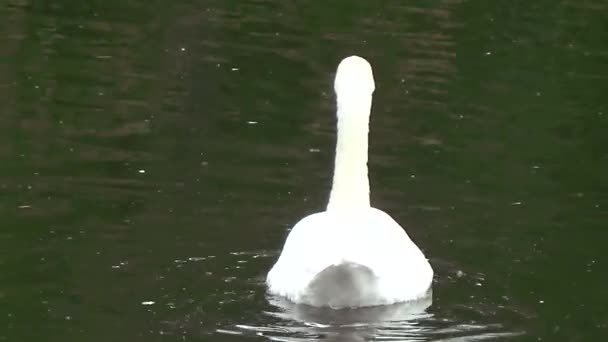El agua del río Swan flota — Vídeo de stock