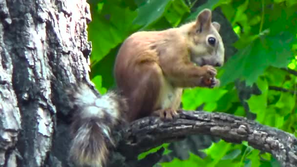 Σκίουρος στο δέντρο τρώει ξηρούς καρπούς — Αρχείο Βίντεο