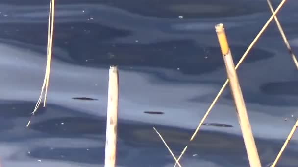 Reeds lângă râu — Videoclip de stoc