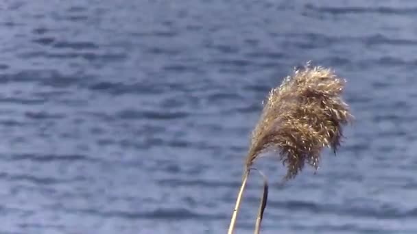 Reed swaying in the wind — Stock Video