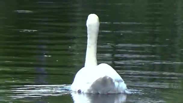 Cisne branco flutua na água — Vídeo de Stock